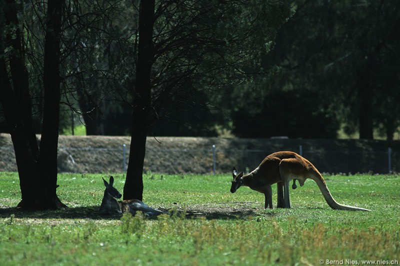 Kangaroos