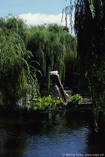 Chinese Garden, Sydney