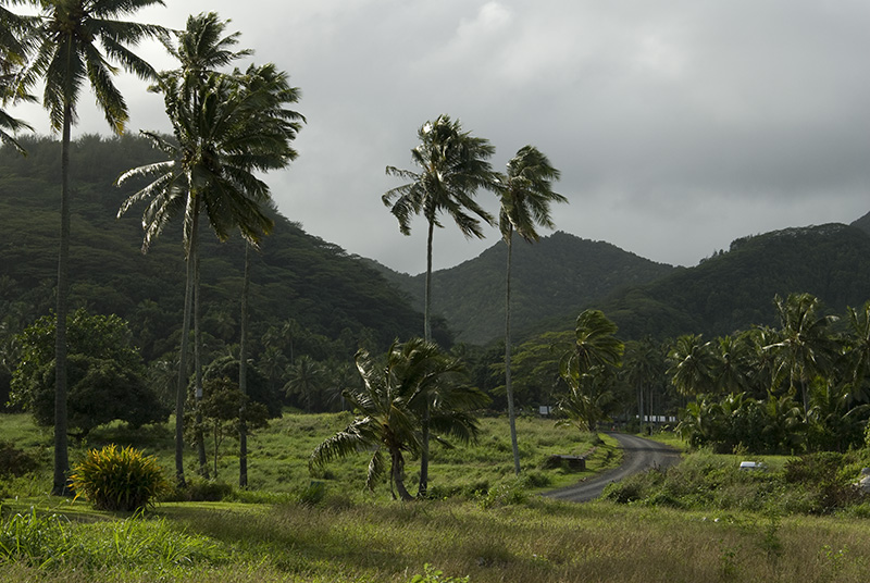 Palm Road © Bernd Nies