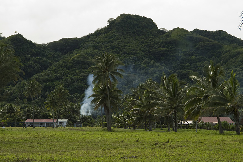 Landschaft mit Palmen