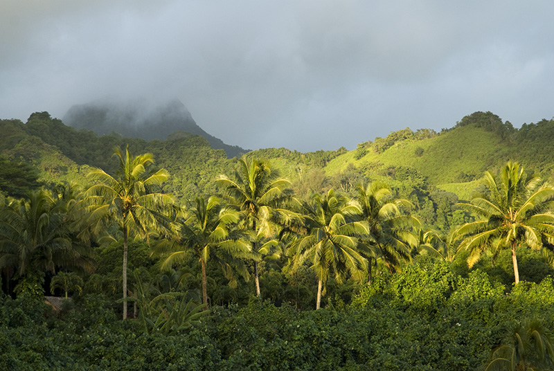 Palms in Sunlight