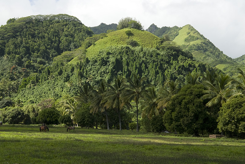 Hill with Horses