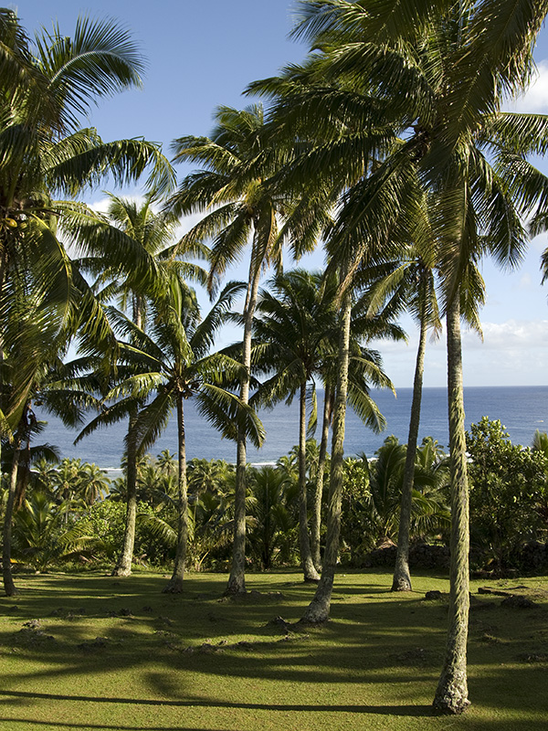 Cocos Palms