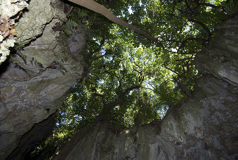 Leaf Roof