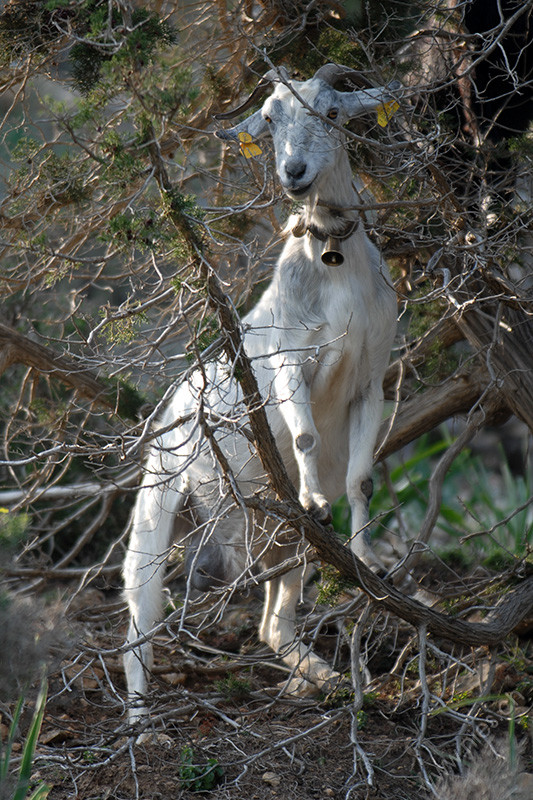Goat in Bush © Bernd Nies