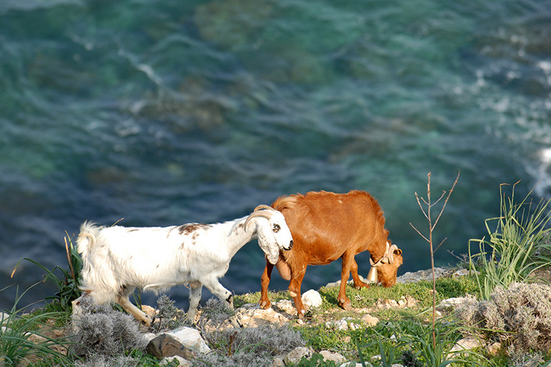 Ziegen an der Klippe