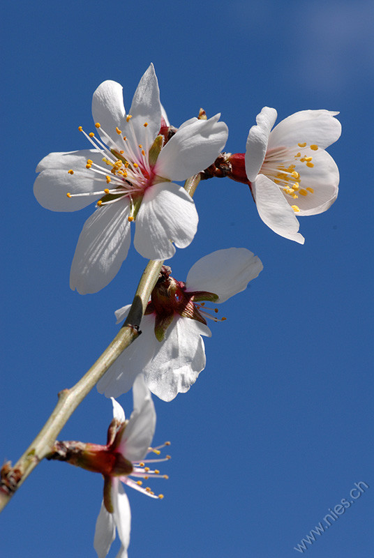 Mandelblüten