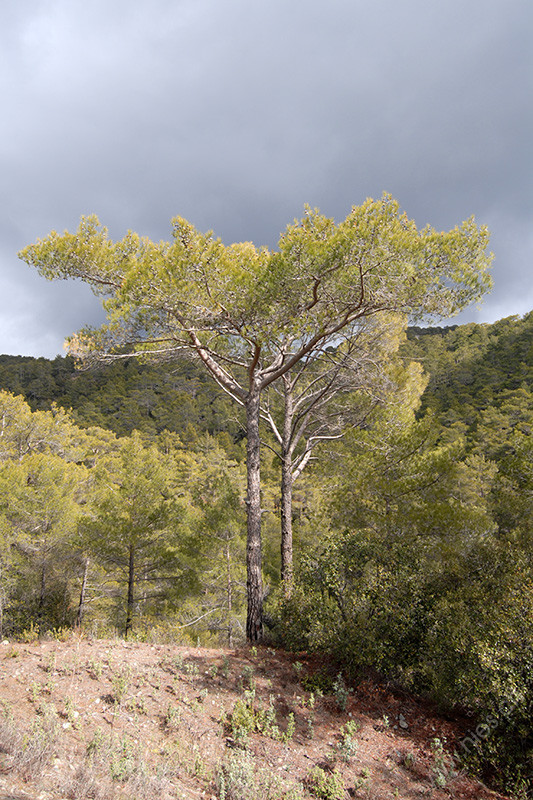 Zedern im Troodos-Gebirge