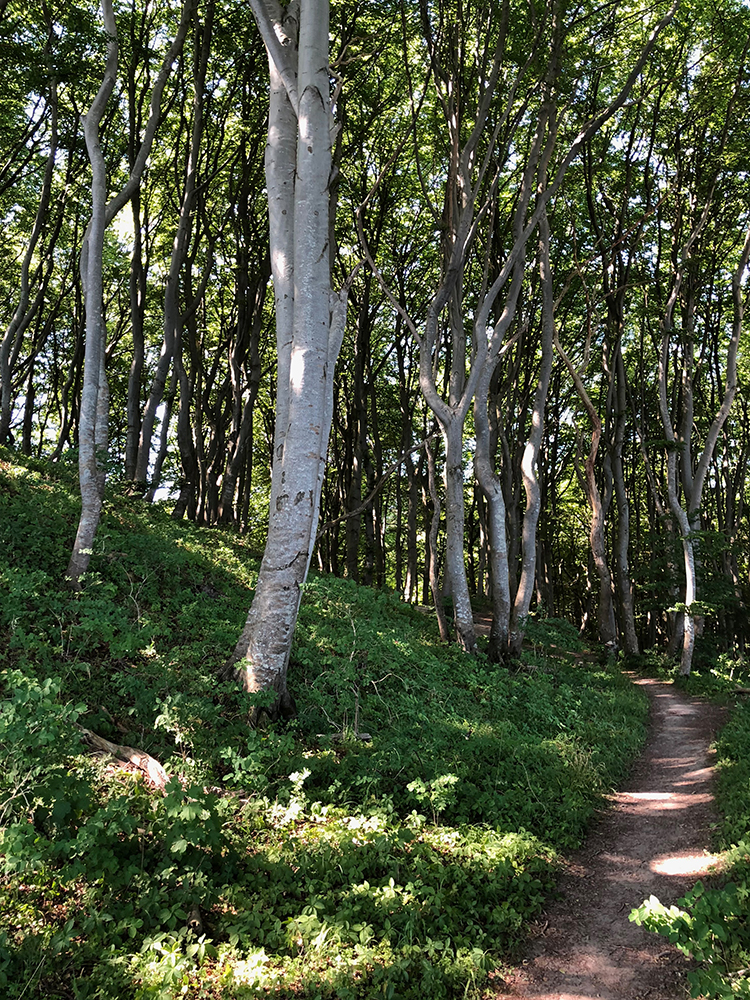 Møns Klint