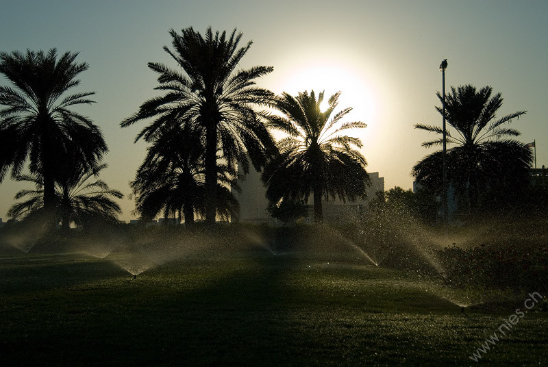 Sprinkler Plants