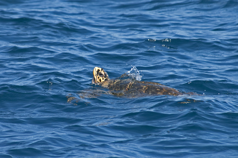 Meeresschildkröte © Bernd Nies