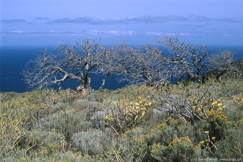 Dry Bushes