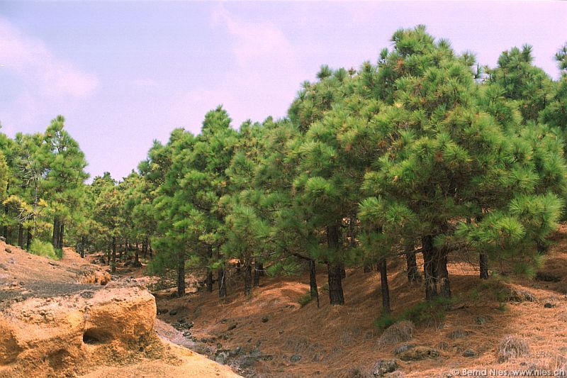 Pine Forest