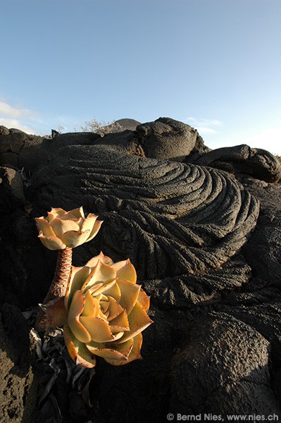 Lava Field