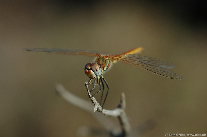 Dragonfly