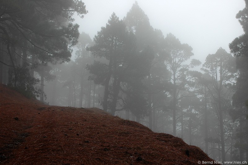 Wald im Nebel © Bernd Nies