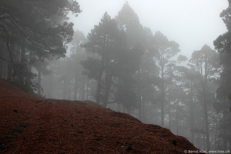 Wald im Nebel