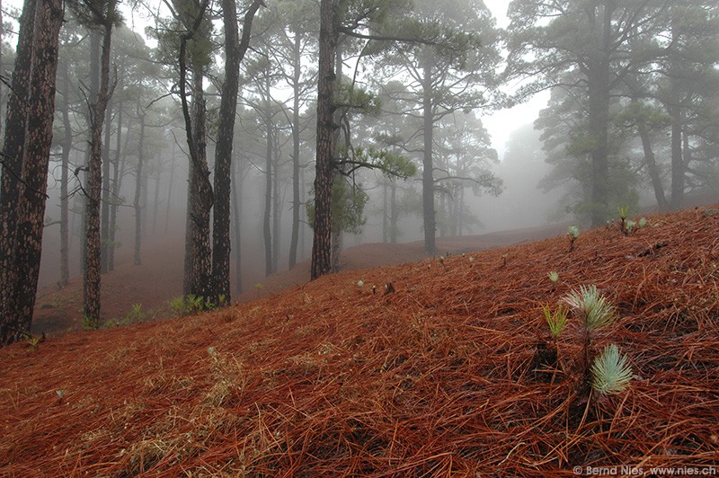 Wald im Nebel