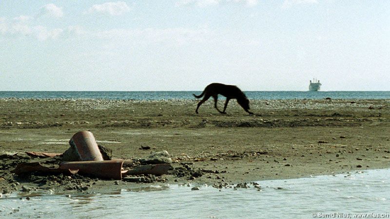 Dog on Vulcano's Beach