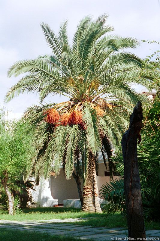 Palm Tree