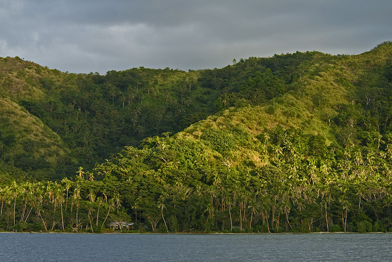 Palm island