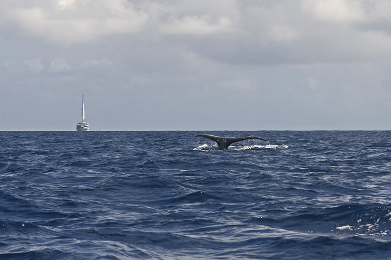 Humpback Whale