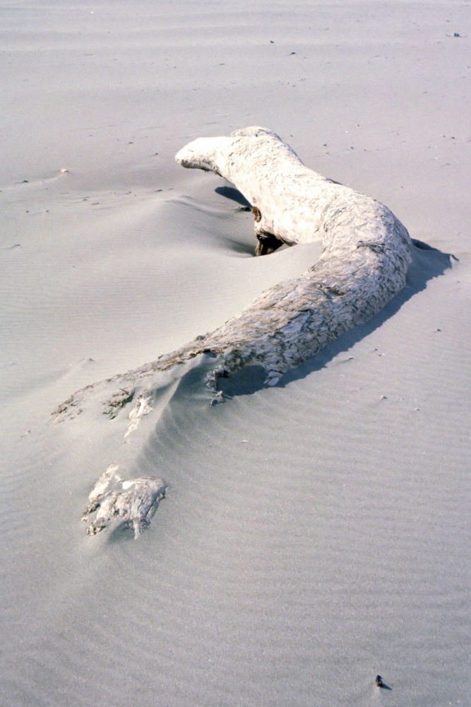 Driftwood on a beach