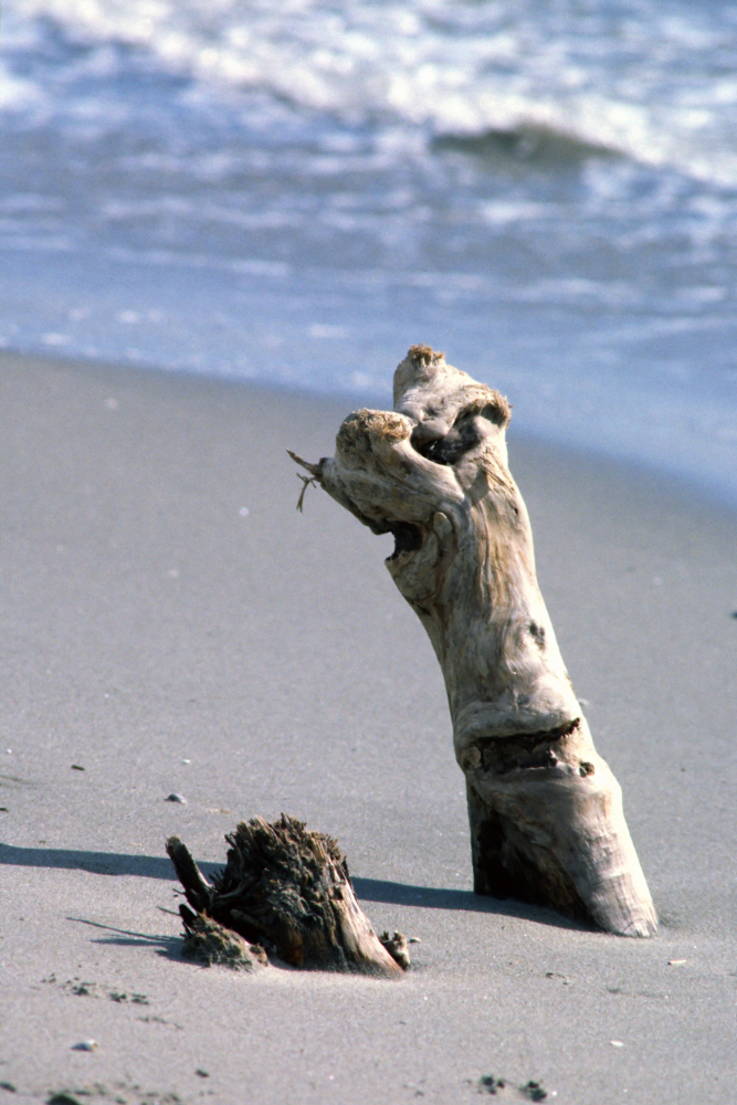 Driftwood on a beach