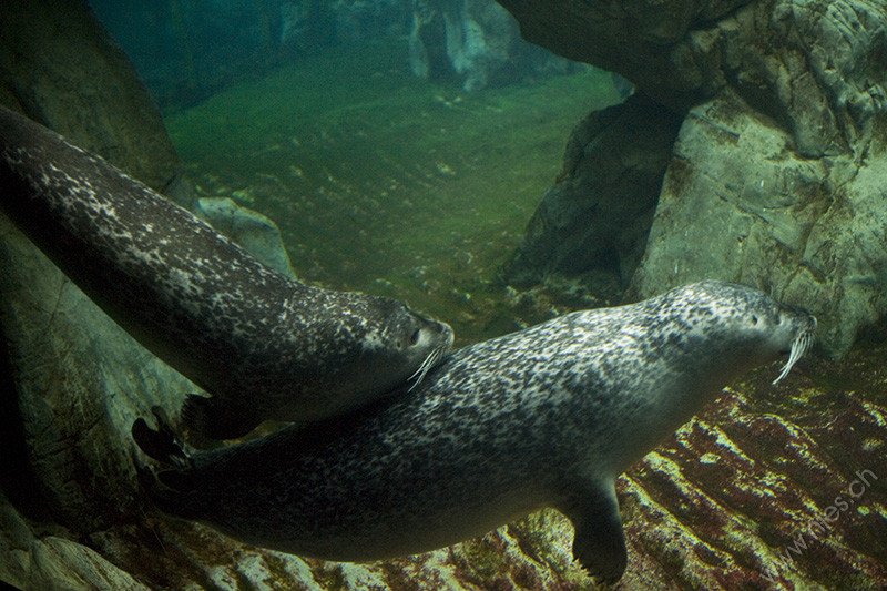 Sea lions