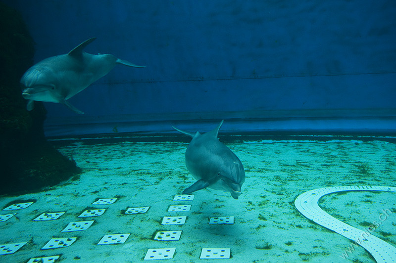Delfine in Gefangenschaft © Bernd Nies