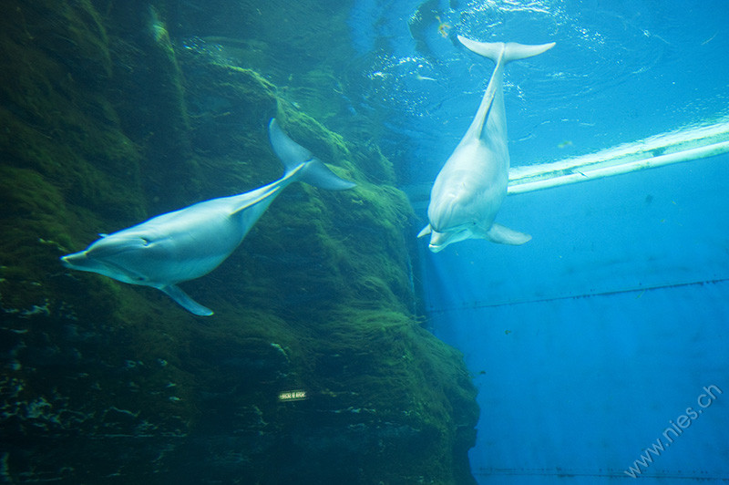 Delfine in Gefangenschaft © Bernd Nies
