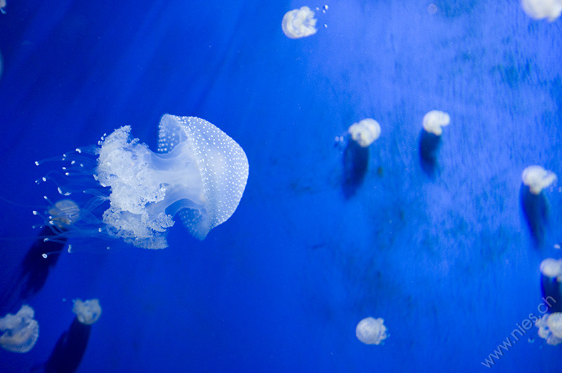Jellyfish © Bernd Nies