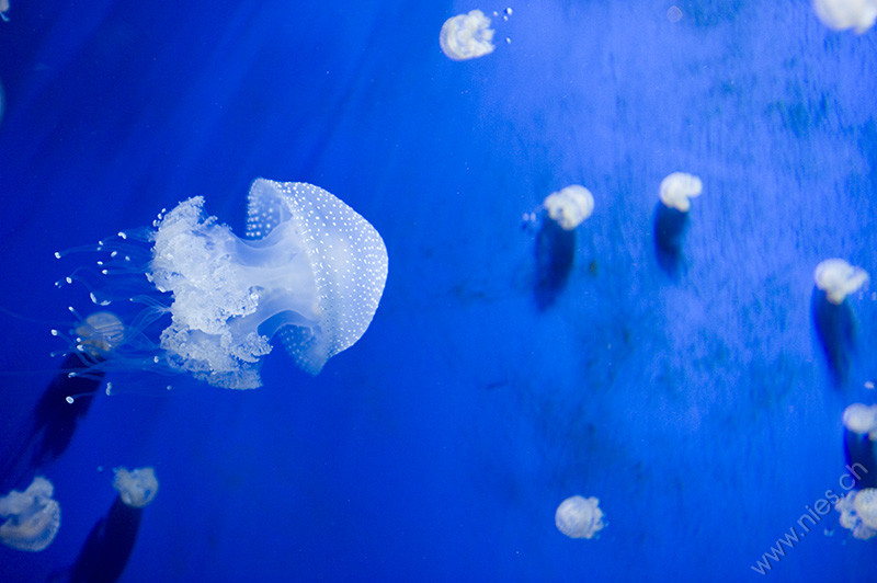 Jellyfish