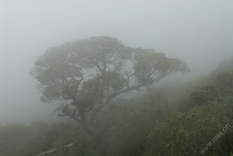 Baum im Nebel