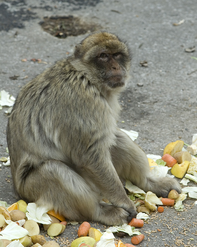 Well fed monkey