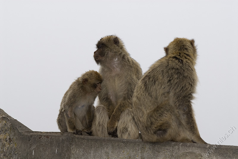 Three monkeys