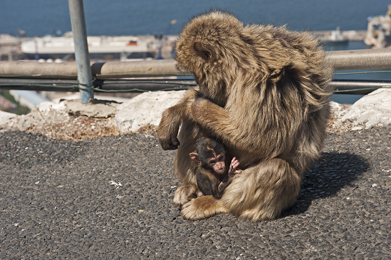 Affenmutter mit Kind © Bernd Nies