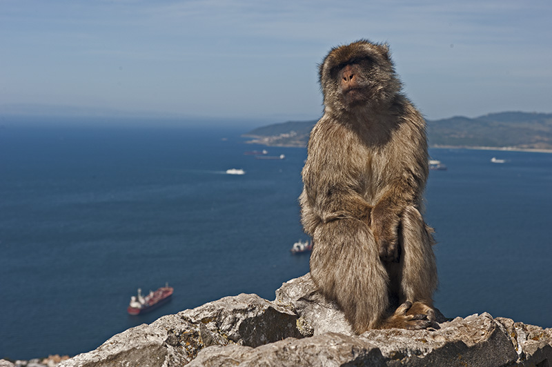 Affe mit Panorama