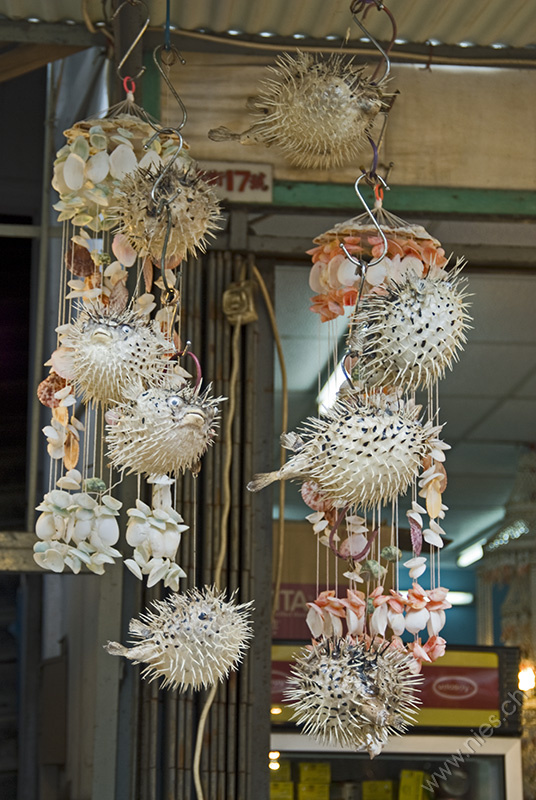 Dried porcupine fish