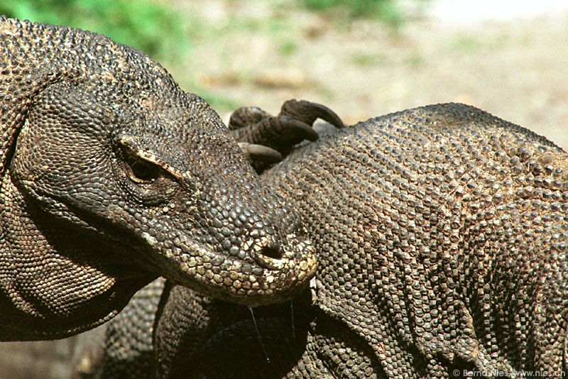 Komodo dragons