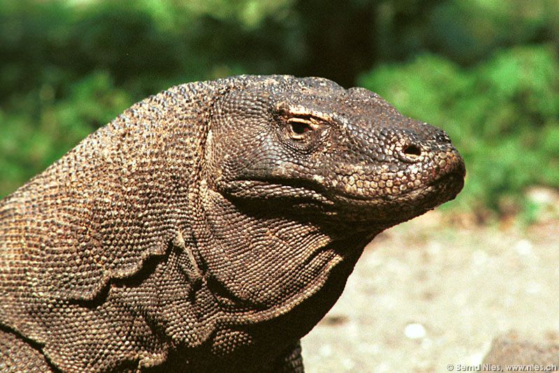 Komodo dragon