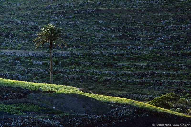 A Palm Tree