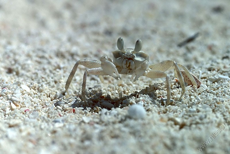 Beach Crab © Bernd Nies
