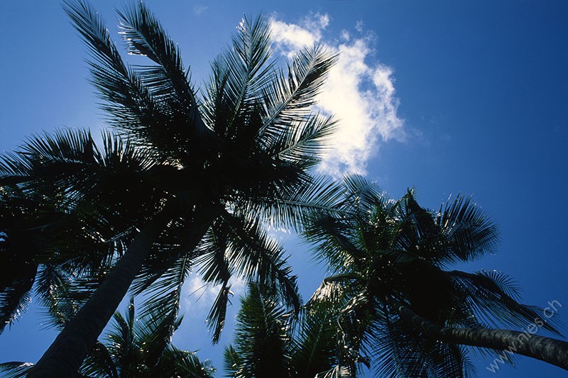 Palms © Bernd Nies