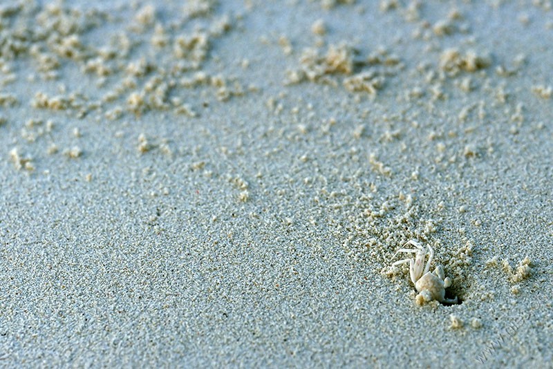 Beach Crab © Bernd Nies