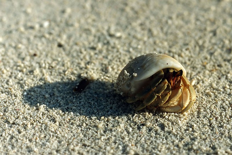Hermit Crab © Bernd Nies
