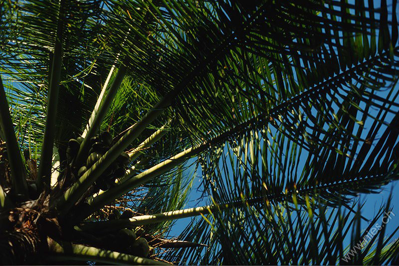 Cocos Palm © Bernd Nies