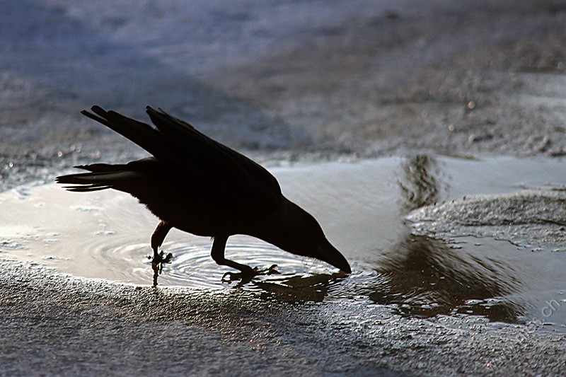 Crow © Bernd Nies