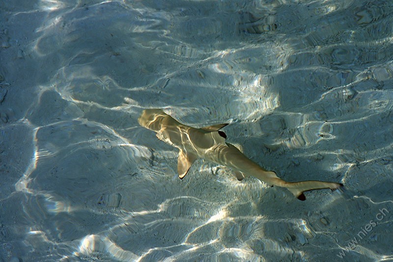 Blacktip Reef Shark 