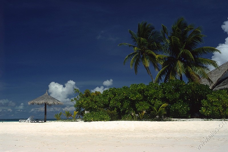 Palms with Umbrella